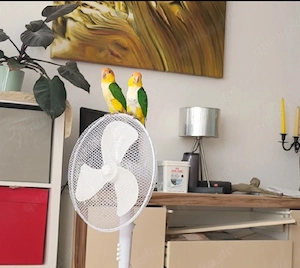 Rostkappenpapagei Pärchen sucht ein neues Zuhause Bild 2