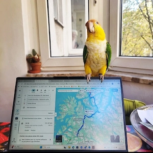 Rostkappenpapagei Pärchen sucht ein neues Zuhause Bild 5