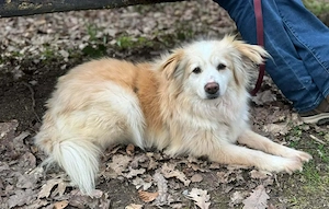 Rosa   hübsche Maus wartet in PLZ 75217 Birkenfeld auf Besuch