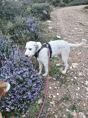 Frosty sucht ein Zuhause Bild 7