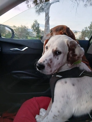 Frosty sucht ein Zuhause