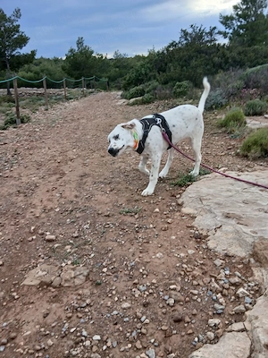 Frosty sucht ein Zuhause Bild 2