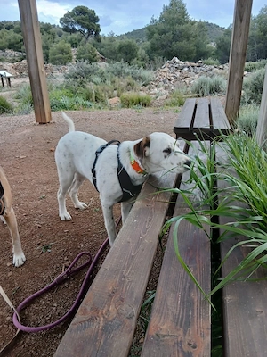 Frosty sucht ein Zuhause Bild 5