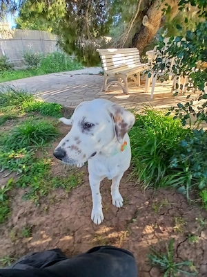 Frosty sucht ein Zuhause Bild 3