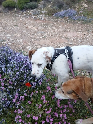 Frosty sucht ein Zuhause Bild 4