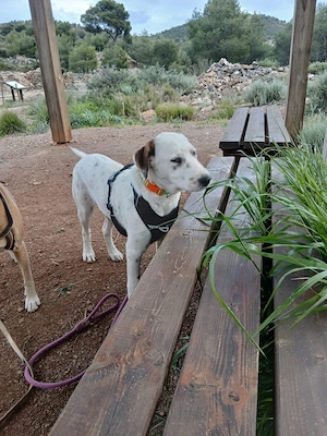 Frosty sucht ein Zuhause Bild 6