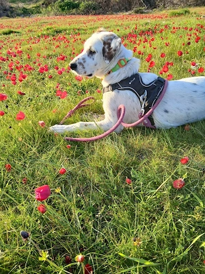 Frosty sucht ein Zuhause Bild 8