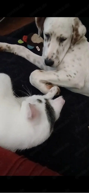 Frosty sucht ein Zuhause Bild 9