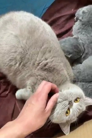 Bkh Katze mit kitten