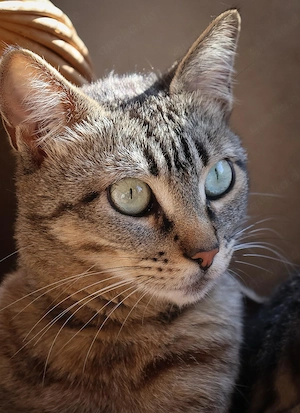 Enya sucht ihr Zuhause