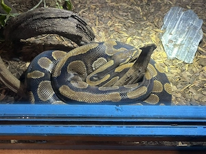 Königspython in liebevolle Hände abzugeben  Bild 2