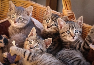 Kitten Hanna, Hans, Henry und Hugo suchen ihr Zuhause