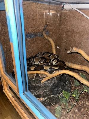 Königspython in liebevolle Hände abzugeben  Bild 3