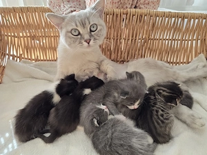 Kleine Pfötchen BKH Mix suchen ein Zuhause auf Lebenszeit!    