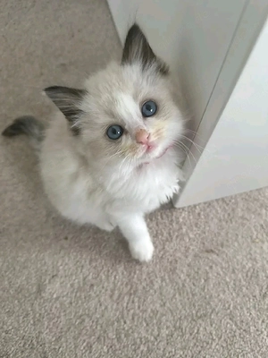 Ragdoll-Kätzchen 