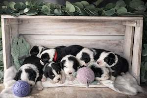 Australien Shepherd Welpen 