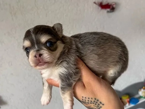 Unsere Liebe Chihuahuahündin hat 