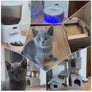 BKH Kater sucht ein liebevolles Zuhause   