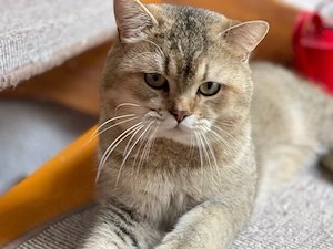 Reinrassiger BKH Deckkater 