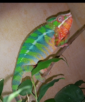 Pantherchamaeleon Chamäleon 