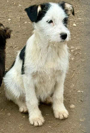 Pass auf, Blackbeard stiehlt dir sonst dein Herz    