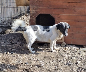 Mikruli wurde ausgesetzt und hofft auf dich Bild 7