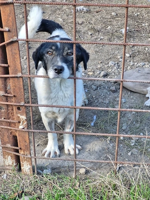 Mikruli wurde ausgesetzt und hofft auf dich Bild 6