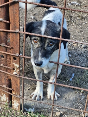 Mikruli wurde ausgesetzt und hofft auf dich Bild 2