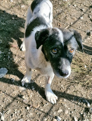 Mikruli wurde ausgesetzt und hofft auf dich Bild 3