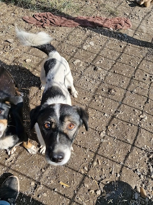 Mikruli wurde ausgesetzt und hofft auf dich Bild 4