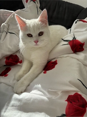 Katze weiß 