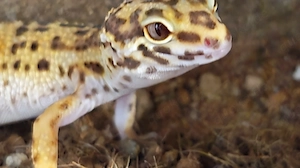 Leopardgecko weibchen snake eye