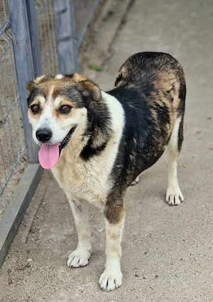 Bjarne könnte dein lieber Begleiter fürs Leben sein