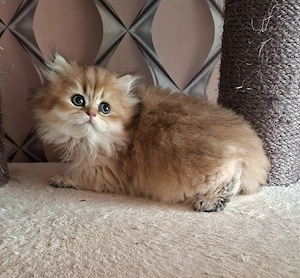 Goldene BKH & BLH Kitten