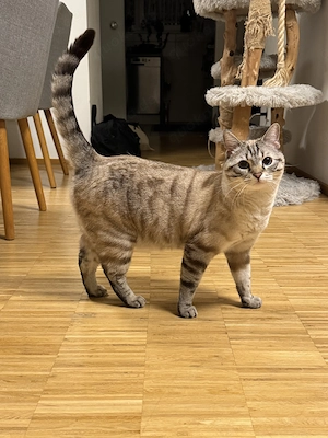 Bengal Kater (Snow Lynx) sucht neues Zuhause
