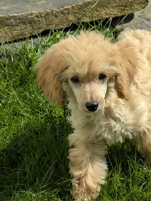 Liebe zwergpudel Rüde 