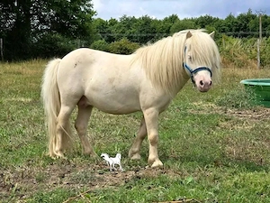    Wunderschöne Shetlandponys zu verkaufen   