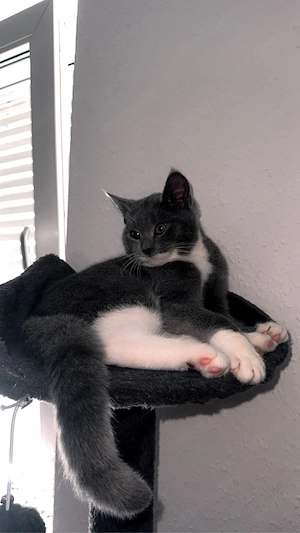 2 süße junge Katzen + Katzenklo & Kratzbaum zu verkaufen