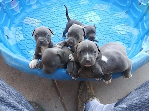 Amerikanische Pitbull-Welpen