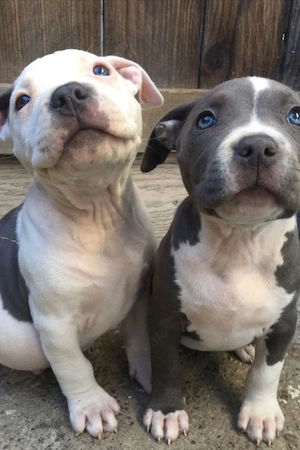 4 American Pitbull Terrier Welpen