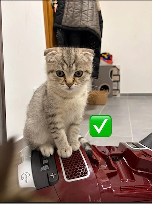 Wunderschöner BKH Kater (3 Monate) sucht liebevolles Zuhause   