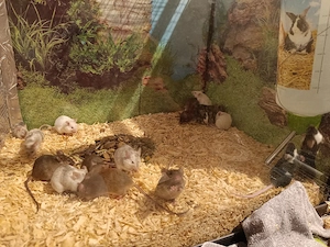 hübsche junge mäuse 