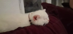 weiße katze abzugeben 