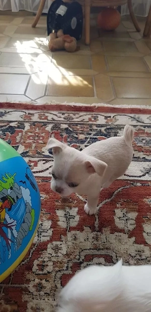 Sehr schöne reinrassige Chihuahua Welpen