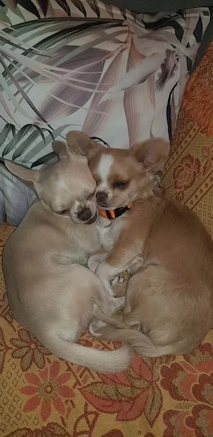 Charmante Chihuahua-Welpen   liebevoll aufgezogen
