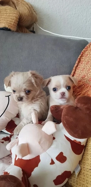    Verfügbar: 3 weibliche & 2 männliche Chihuahua-Welpen