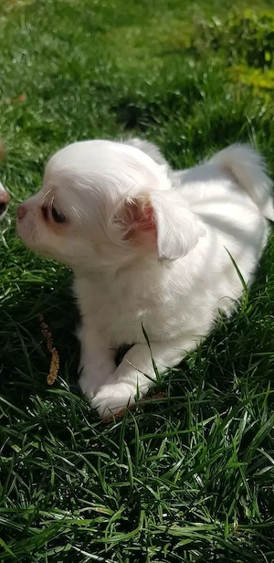 Wunderschöne Chihuahua-Welpen suchen ein liebevolles Zuhause