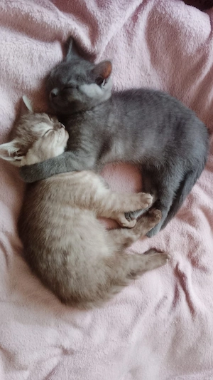 BKH Kitten abzugeben 