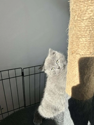 Süße graue Katze sucht liebevolles Zuhause     