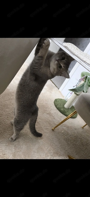 BKH Deckkater   erstes Mal   